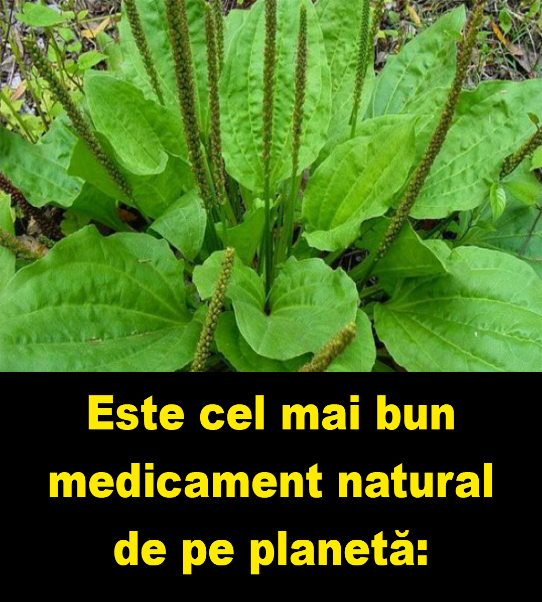 Nu o mai călca în picioare! Este cel mai bun medicament natural de pe planetă: – Mesaje din suflet